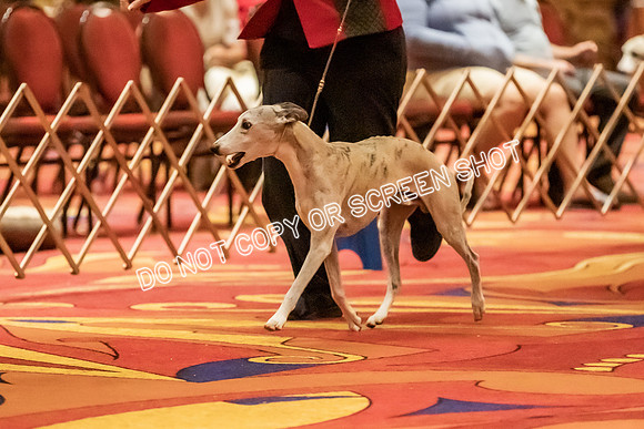 Veteran Dogs 10-12 yrs-2-7
