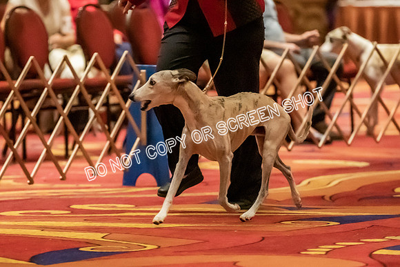 Veteran Dogs 10-12 yrs-2-6