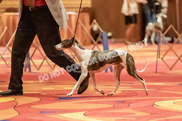 Veteran Dogs 7-10 yrs-2-33