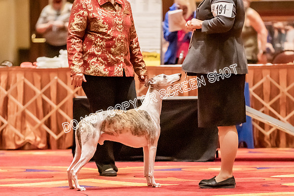 Veteran Dogs 12+ yrs-3842