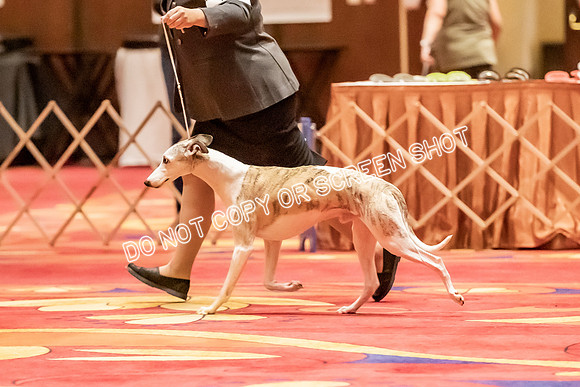 Veteran Dogs 12+ yrs-3843