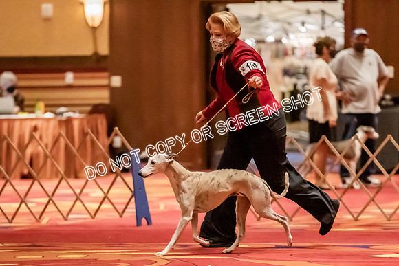 Veteran Dogs 10-12 yrs-2-3