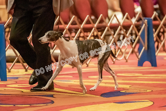 Veteran Dogs 7-10 yrs-2-34