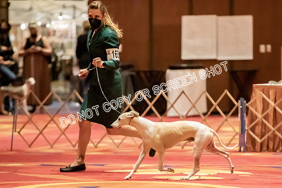 Veteran Dogs 7-10 yrs-3700