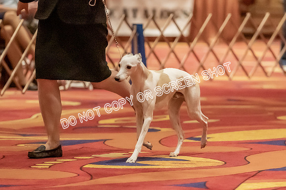 Veteran Dogs 7-10 yrs-2-21