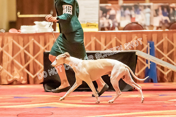 Veteran Dogs 7-10 yrs-2-35