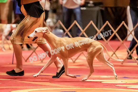 Veteran Dogs 10-12 yrs-2-18