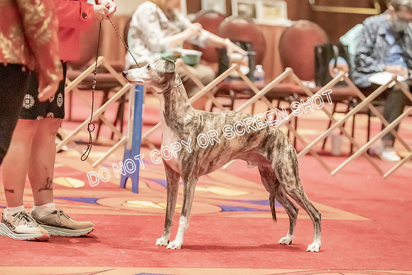 Veteran Dogs 7-10 yrs-2