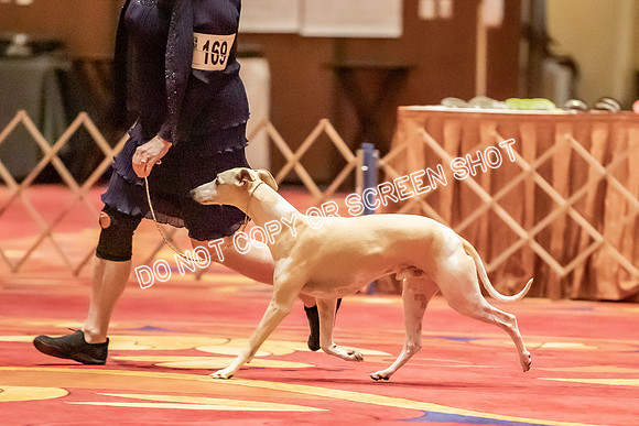 Veteran Dogs 7-10 yrs-2-41