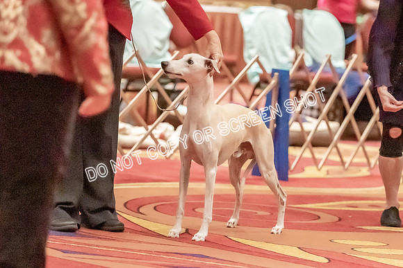 Veteran Dogs 7-10 yrs-2-3