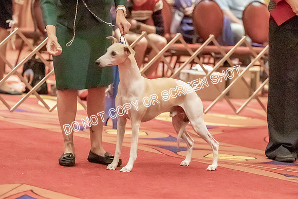 Veteran Dogs 7-10 yrs-2-2