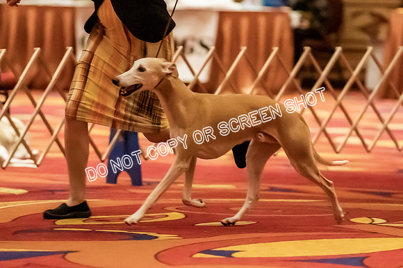 Veteran Dogs 10-12 yrs-2-12
