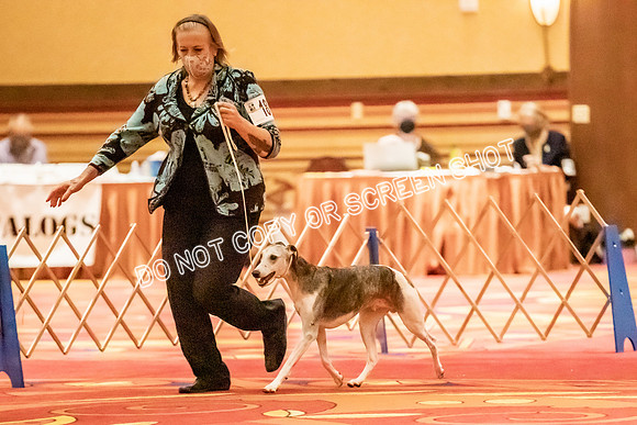Veteran Dogs 10-12 yrs-2-16