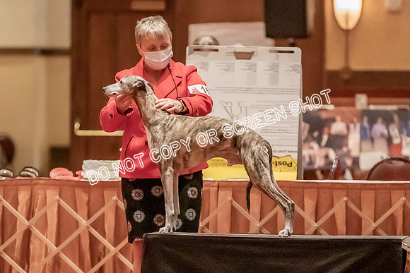 Veteran Dogs 7-10 yrs-2-7