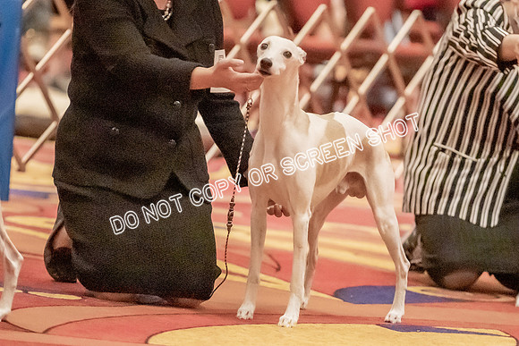 Veteran Dogs 7-10 yrs-2-5