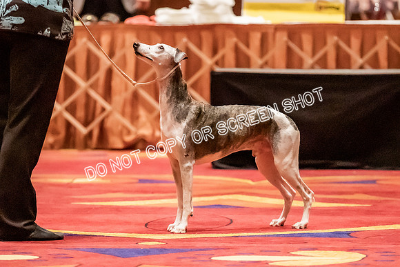 Veteran Dogs 10-12 yrs-2-15
