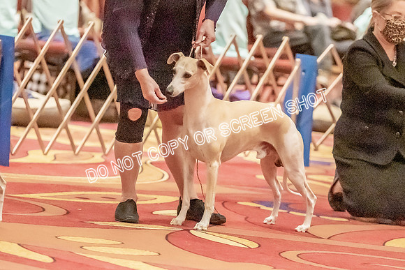 Veteran Dogs 7-10 yrs-2-4