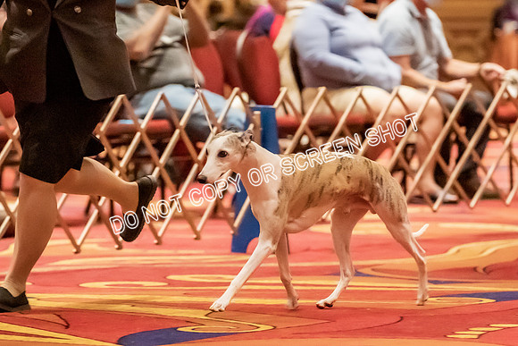 Veteran Dogs 12+ yrs-2-6