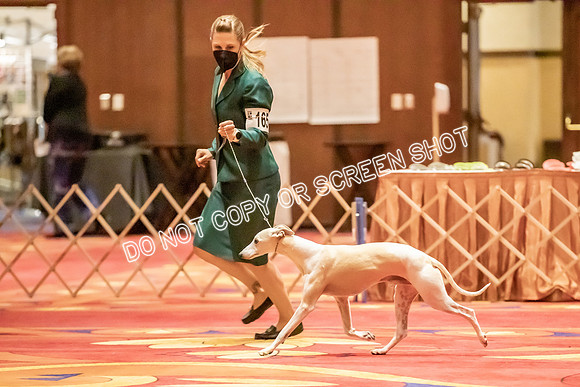 Veteran Dogs 7-10 yrs-2-38