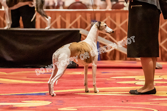Veteran Dogs 7-10 yrs-2-29