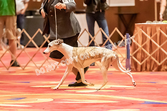 Veteran Dogs 12+ yrs-2-3