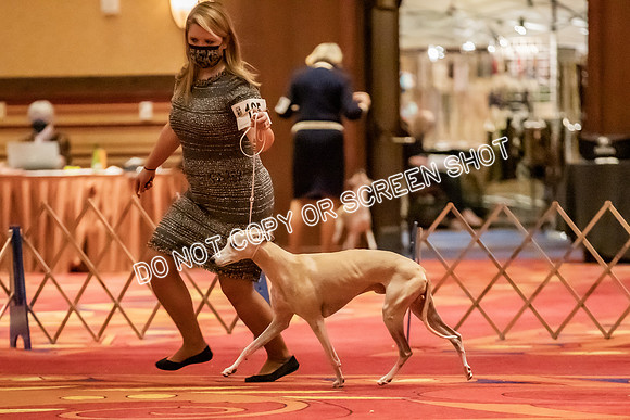 Veteran Dogs 10-12 yrs-2-9