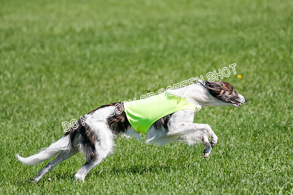Silken Windhound Prelim, Finnegan-2988