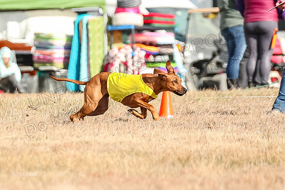 Run-Offs-BOB-6981