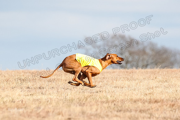 Run-Offs-BOB-6987