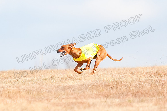 Run-Offs-BOB-7019