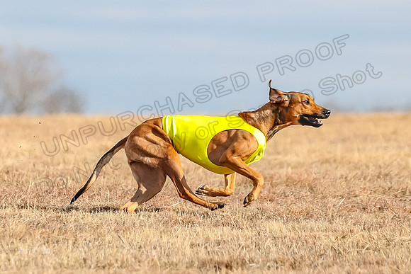 Run-Offs-BOB-7064
