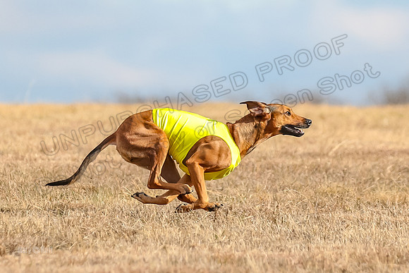 Run-Offs-BOB-7068