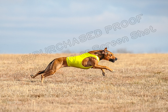 Run-Offs-BOB-7065