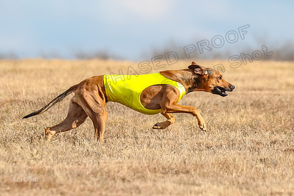 Run-Offs-BOB-7069