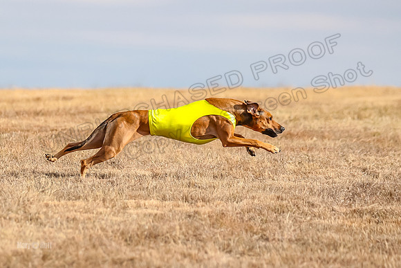 Run-Offs-BOB-7074