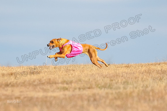 Run-Offs-BOB-7097