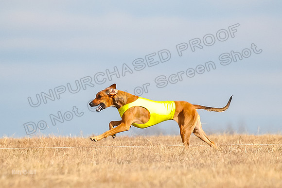 Run-Offs-BOB-7105