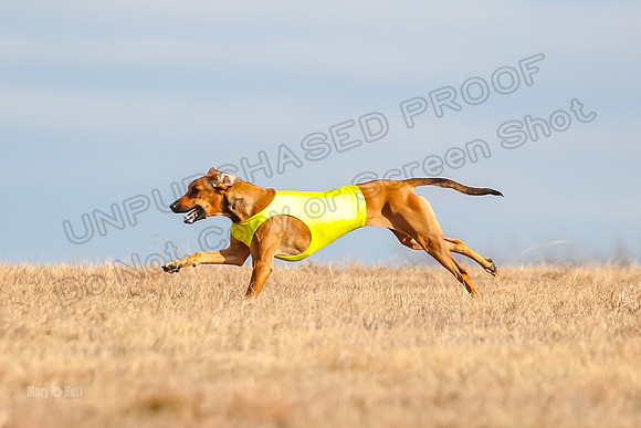 Run-Offs-BOB-7106
