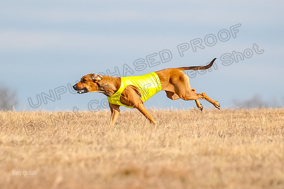 Run-Offs-BOB-7107