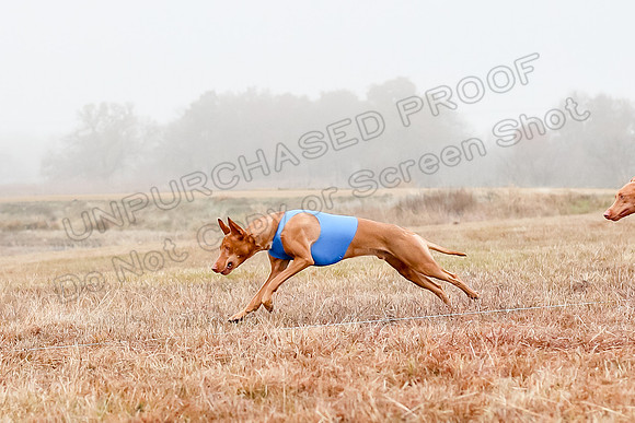 Prelims Specials 1, Gryph Tango Jasper-8859