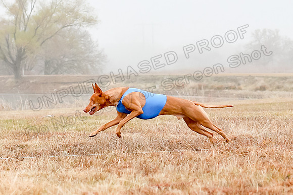 Prelims Specials 1, Gryph Tango Jasper-8863