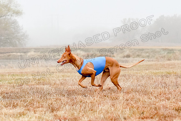Prelims Specials 1, Gryph Tango Jasper-8862