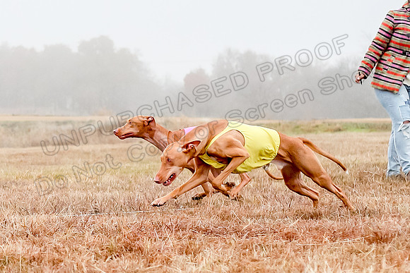 Prelims Specials 1, Gryph Tango Jasper-8861-2