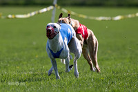 MCH78114  Seavey, Sprout, Mandy, Ruffian, Ocho