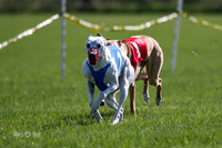 MCH78115  Seavey, Sprout, Mandy, Ruffian, Ocho