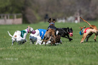 MCH78118  Seavey, Sprout, Mandy, Ruffian, Ocho