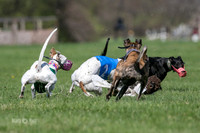 MCH78117  Seavey, Sprout, Mandy, Ruffian, Ocho