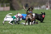 MCH78119  Seavey, Sprout, Mandy, Ruffian, Ocho