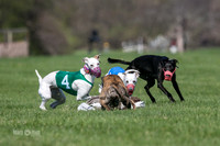 MCH78120  Seavey, Sprout, Mandy, Ruffian, Ocho
