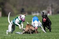 MCH78122  Seavey, Sprout, Mandy, Ruffian, Ocho